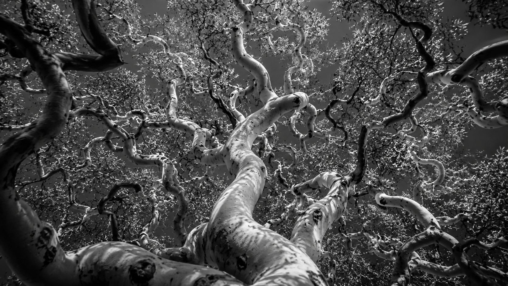 Tree canopy seen from below — branches reaching outward